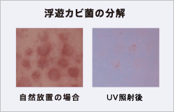 浮遊カビ菌の分解。自然放置の場合とUV照射後の場合の効果比較表