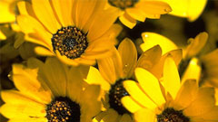 Bright picture-Image