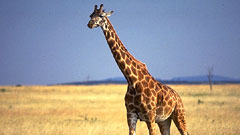 Smooth moving pictures-Image