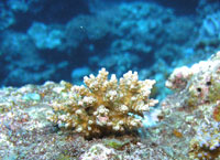 移植サンゴのイメージ
