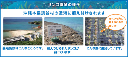 サンゴ養殖の様子、沖縄本島読谷ムラの近海に植え付けされます
