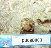 移植サンゴの写真