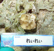 移植サンゴの写真