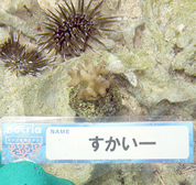 移植サンゴの写真