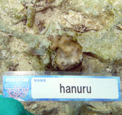 移植サンゴの写真