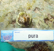 移植サンゴの写真