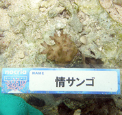 移植サンゴの写真