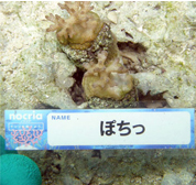 移植サンゴの写真