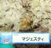 移植サンゴの写真