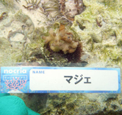 移植サンゴの写真