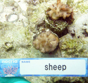 移植サンゴの写真