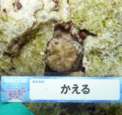 移植サンゴの写真