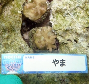 移植サンゴの写真