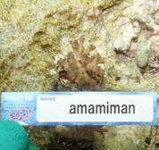 移植サンゴの写真