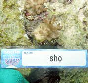 移植サンゴの写真