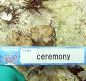 移植サンゴの写真