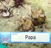 移植サンゴの写真