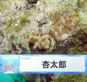 移植サンゴの写真