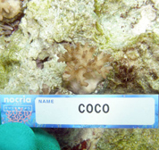 移植サンゴの写真