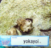 移植サンゴの写真