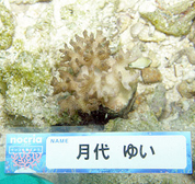 移植サンゴの写真