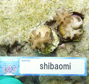 移植サンゴの写真