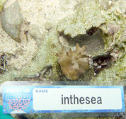 移植サンゴの写真