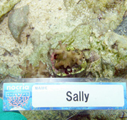 移植サンゴの写真