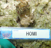 移植サンゴの写真