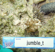 移植サンゴの写真