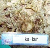 移植サンゴの写真