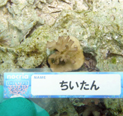 移植サンゴの写真