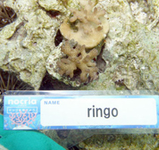 移植サンゴの写真