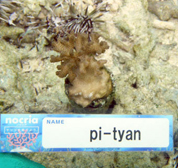 移植サンゴの写真