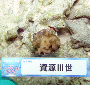 移植サンゴの写真