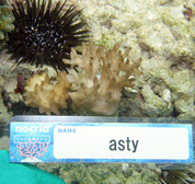 移植サンゴの写真