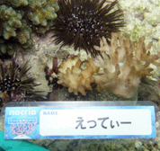 移植サンゴの写真