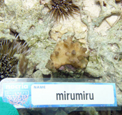 移植サンゴの写真