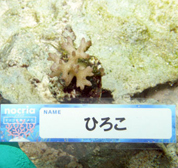 移植サンゴの写真