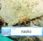 移植サンゴの写真