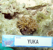 移植サンゴの写真