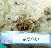 移植サンゴの写真