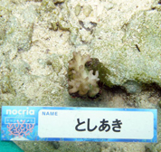 移植サンゴの写真