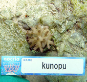 移植サンゴの写真