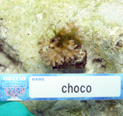 移植サンゴの写真