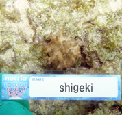 移植サンゴの写真