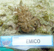 移植サンゴの写真