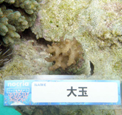 移植サンゴの写真