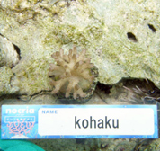 移植サンゴの写真