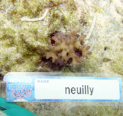 移植サンゴの写真